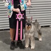Standard Schnauzers from Beaucoup Standard Schnauzers