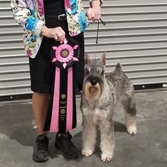 Standard Schnauzers from Beaucoup Standard Schnauzers