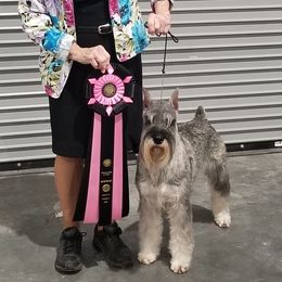 Standard Schnauzers from Beaucoup Standard Schnauzers