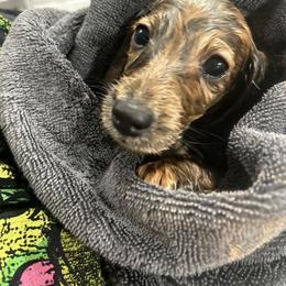 Dachshund Puppies from The long dogs of indiana