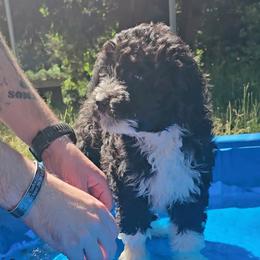 Winston - Black and white male Aussiedoodle puppy in Silverton, Oregon from Silverton Doodles