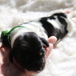 Green - Piebald male Dachshund puppy in Peebles, Ohio from Cave Valley Hounds
