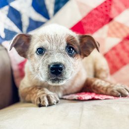 Green boy - Red speckled male Australian Cattle Dog puppy in Corning, California from Diamond U Doodles & True Grit Stockdogs