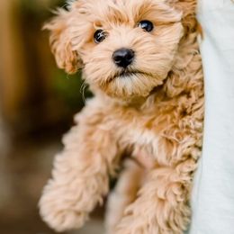 Bernedoodle, Boxer, Goldendoodle, Havapoo, and Poodle Puppies from Lady Paws Puppies