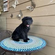 "Orange Female 12 wks old" Standard Schnauzer Puppies from Genesis Standard Schnauzers