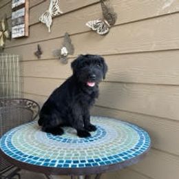 "Orange Female 12 wks old" Standard Schnauzer Puppies from Genesis Standard Schnauzers