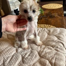 HL girl 1 - Pink and slate female Chinese Crested puppy in Blue Earth, Minnesota from Ciao Bella Chinese Cresteds