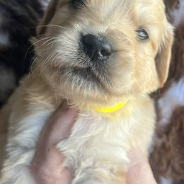 Yellow female - Golden female Golden Retriever puppy in Jesup, Georgia from Painted Platinum Retrievers (Painted Platinum Kennel) PPK