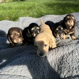 Dachshund Puppies from Holiday's Dachshunds