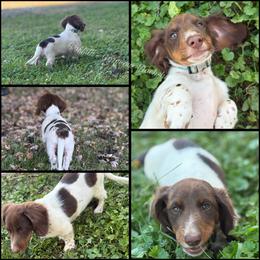 Teddy - Piebald male Dachshund puppy in South Webster, Ohio from Griffith’s Gorgeous Dachshunds