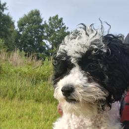 Mikey - Black and white male Companion Cross puppy in Macon, Georgia from Shipoo Lane