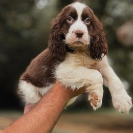 Charlie - Liver and white male English Springer Spaniel puppy in Cookeville, Tennessee from Krossroads Kennel