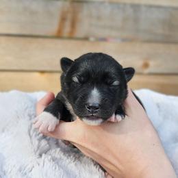 Chelsea - Agouti and white female Siberian Husky puppy in Lakebay, Washington from Cascade Siberians