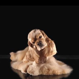 Aspen - Cocker Spaniel