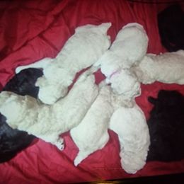 Poodle Puppies from Bellas Beauty’s