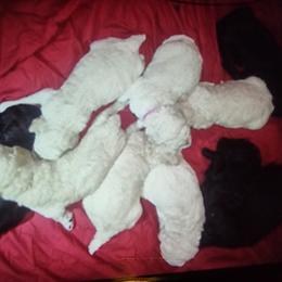 Poodle Puppies from Bellas Beauty’s