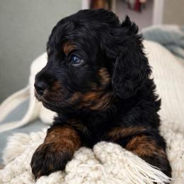 Buzz - Phantom male Bernedoodle puppy in Mint Hill, North Carolina from Ball-Y-Hoo Bernedoodles