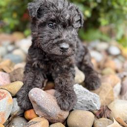 Girl 1 - Black female Lakeland Terrier puppy in Marshallville, Ohio from Anne's Pups