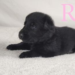 Riley - German Shepherd puppy in Hays, Kansas from Smith's Shepherds