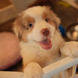 Boy 3 - Red merle Miniature American Shepherd puppy in Allentown, Pennsylvania from Great Companions MAS -Pennsylvania
