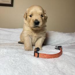 George - Golden male Golden Retriever puppy in North Pole, Alaska from Mulberry Retrievers