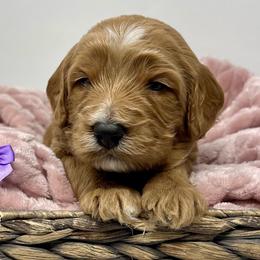 Purple Male - Apricot male Goldendoodle puppy in Great Falls, Montana from Montana Goldendoodles