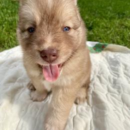 Pomsky Puppies from Blue Sky Pomsky