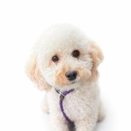 Pumpkin - Poodle
