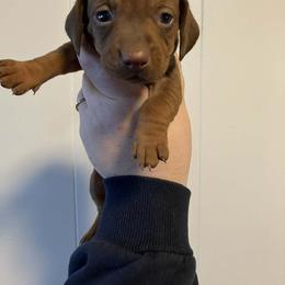 Scotty - Red male Dachshund puppy in Athens, Texas from County Road Puppies