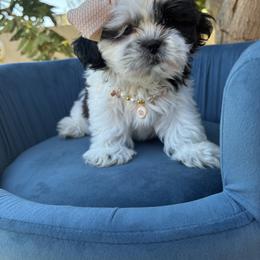 Shih Tzu Puppies from Spoiled ShihTzu LLC