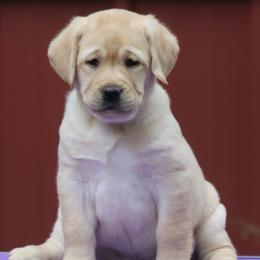 Labrador Retriever Puppies from Pineview Meadow Labradors