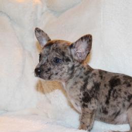 Charlie - Blue merle male Chihuahua puppy in Willamina, Oregon from Cherished Chihuahuas