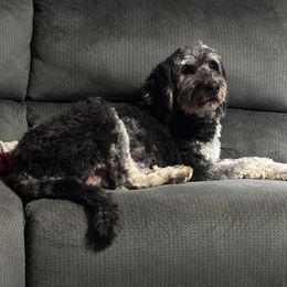 Ate - Bernedoodle