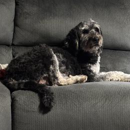 Ate - Bernedoodle