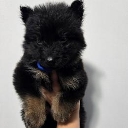 Blue Male - Black and tan male German Shepherd puppy in Ocala, Florida from Guardian Shepherds