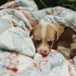 American Corgi and Pembroke Welsh Corgi Puppies from Dollhouse Farm