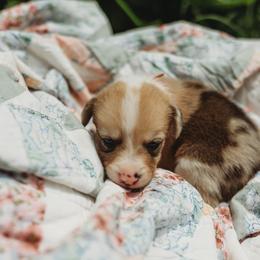 American Corgi and Pembroke Welsh Corgi Puppies from Dollhouse Farm