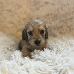 Dillard - Cream male Dachshund puppy in Crystal, Michigan from Mare-bella Dachshunds