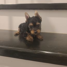 Gia - Black and tan female Yorkshire Terrier puppy in Clermont, Florida from Bella's Prissy Butts