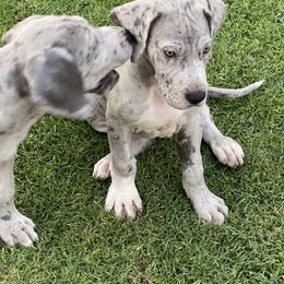 Great Dane Puppies from Laxton Danes