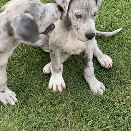 Great Dane Puppies from Laxton Danes