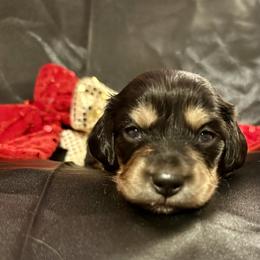 Peace - Black and cream male Dachshund puppy in Biloxi, Mississippi from Southern Doxies Ms