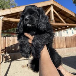 Cocker Spaniel Puppies from SassyCockerG