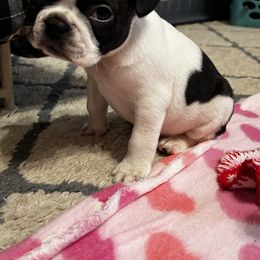 Boston Terrier and French Bulldog Puppies from Pickarts Pups Frenchton and Boston Terrier