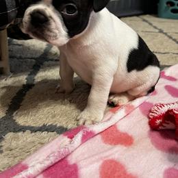 Boston Terrier and French Bulldog Puppies from Pickarts Pups Frenchton and Boston Terrier