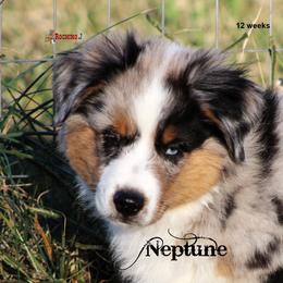 Miniature American Shepherd Puppies from Rocking J Miniature American Shepherds