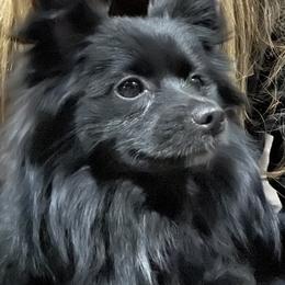 Luna - Pomeranian