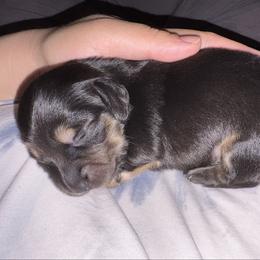 KitKat - Black and cream female Dachshund puppy in Lakeland, Florida from Hetu's Dachshunds