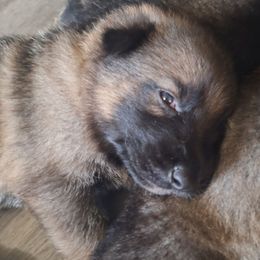 Girl 3 - Sable female German Shepherd puppy in Oconomowoc, Wisconsin from Vom Haus Borchardt GSD Kennels