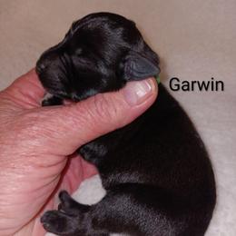 Garwin - Black male Miniature Schnauzer puppy in Midland, Texas from Shebbies Puppy Palace